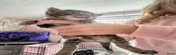 Mixed Breed cats for sale: Bengal x mixed litter - Advert 11