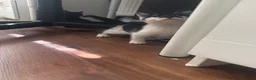 Mixed Breed cats for sale: 4 Kittens for sale - Advert 2