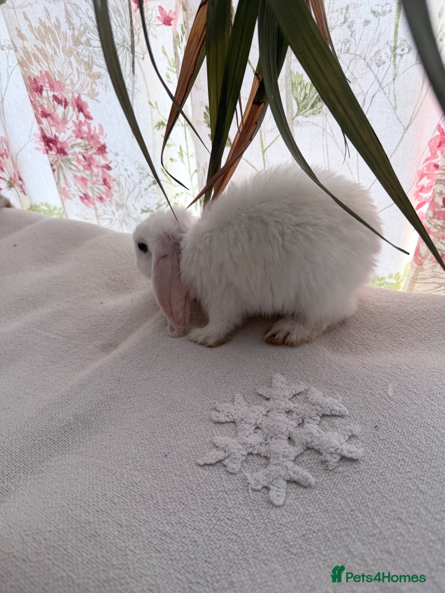 Mixed Breed rabbits Friendly 11-Week-Old Girl Bunnies - Advert 3