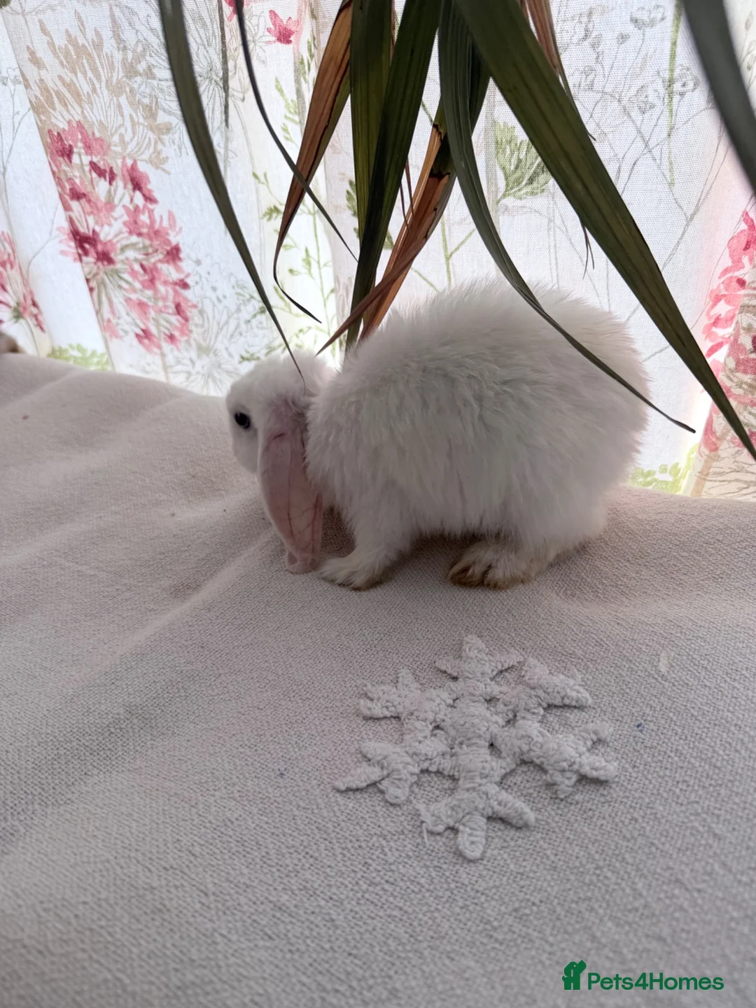 Mixed Breed rabbits for sale: Friendly 11-Week-Old Girl Bunnies - Advert 1