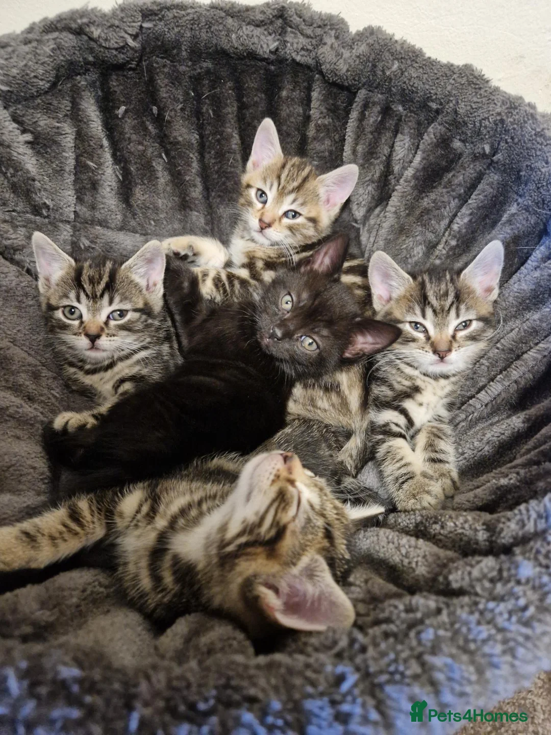 Mixed Breed cats for sale: Super Energetic and Friendly Kittens - Advert 1