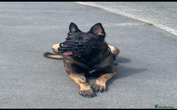 Belgian Shepherd Dog dogs for sale: Belgian Malinois Puppies - Image 15
