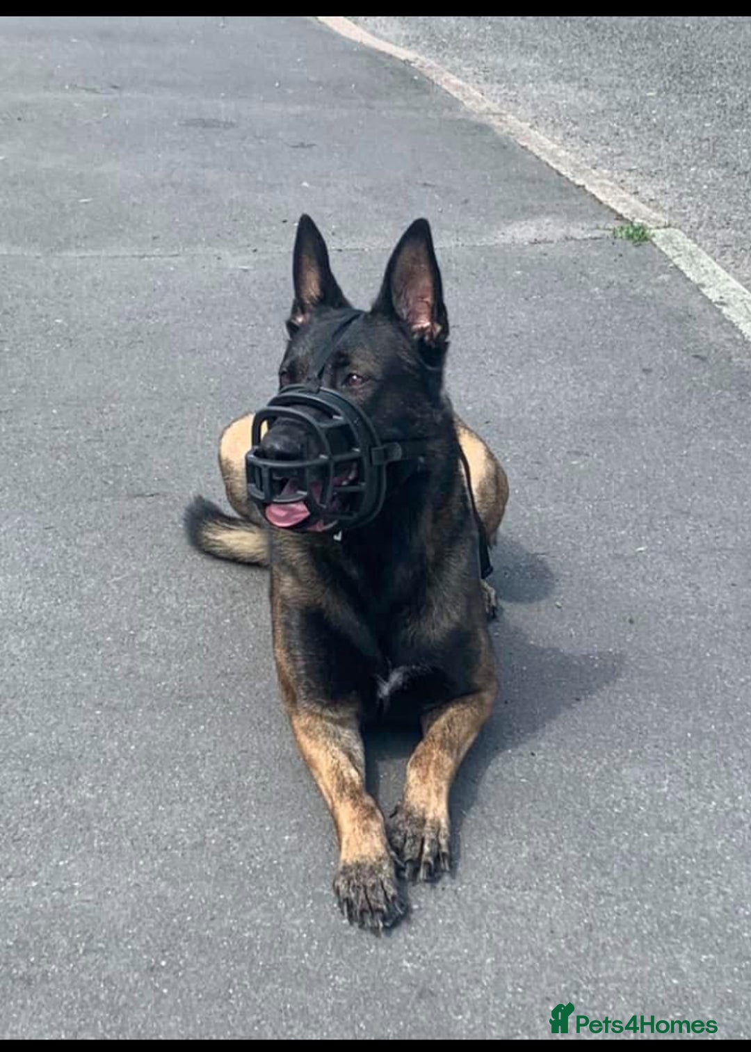 Belgian Shepherd Dog dogs for sale: Belgian Malinois Puppies - Image 15