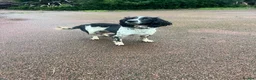 English Springer Spaniel dogs for sale:  🖤🖤⚪️⚪️. BLACK AND WHITE MALE SPRINGER  - Advert 1