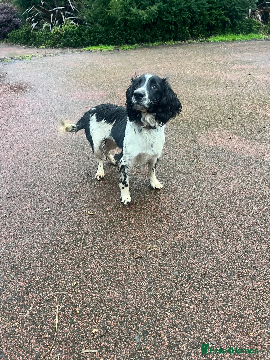 English Springer Spaniel dogs for sale:  🖤🖤⚪️⚪️. BLACK AND WHITE MALE SPRINGER  - Advert 1
