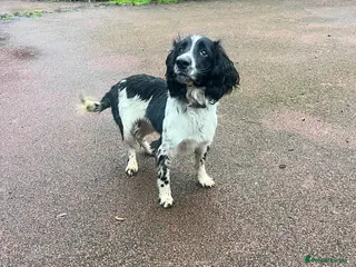 English Springer Spaniel dogs 🖤🖤⚪️⚪️. BLACK AND WHITE MALE SPRINGER - Advert 5