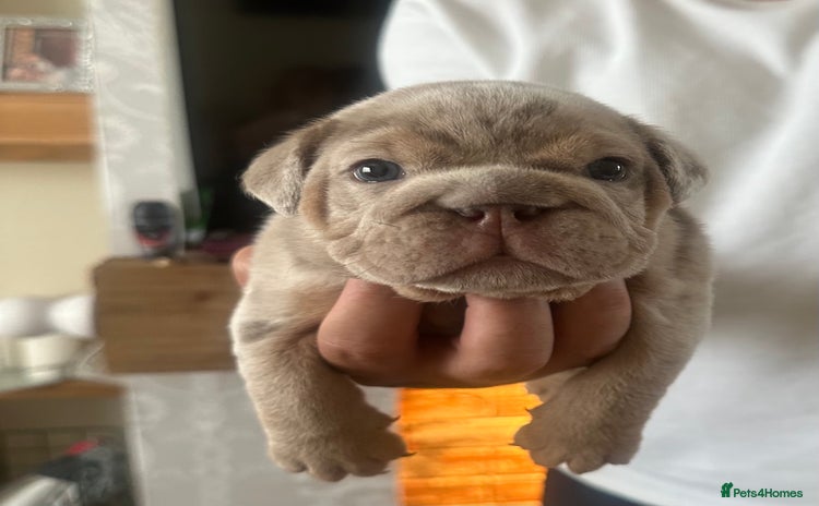 English Bulldog dogs - Advert 8