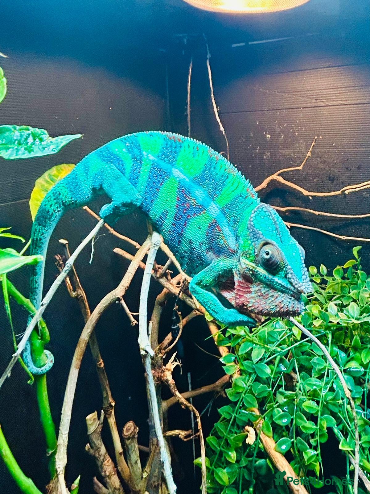 Chameleon reptiles Blue Ambanja Panther chameleons  - Advert 4