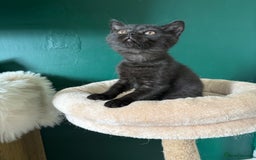 British Shorthair cats for sale: 12 week old Bsh males fawn and black  in Derby - Image 6