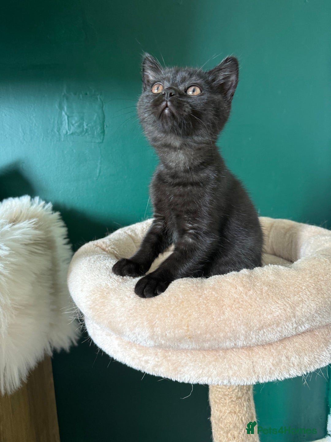 British Shorthair cats for sale: 12 week old Bsh males fawn and black  in Derby - Image 6