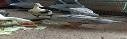 Mixed Breed livestock for sale: Indian Runner ducks  - Advert 6