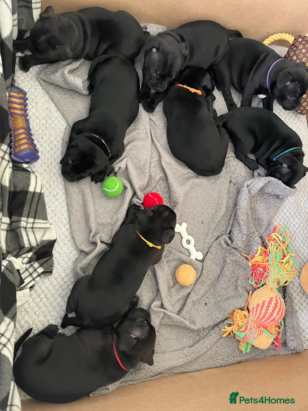 Staffordshire Bull Terrier dogs for sale: Black/blue staffy pups - Advert 2