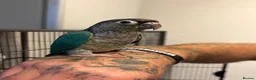 Conures birds for sale: Hand reared conure parrots  - Advert 6