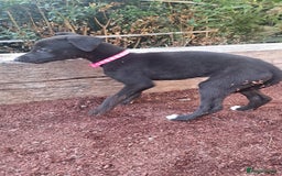 Greyhound dogs for sale: 💙READY TO GO💙 1 pup left - Irish Greyhound  - Image 29