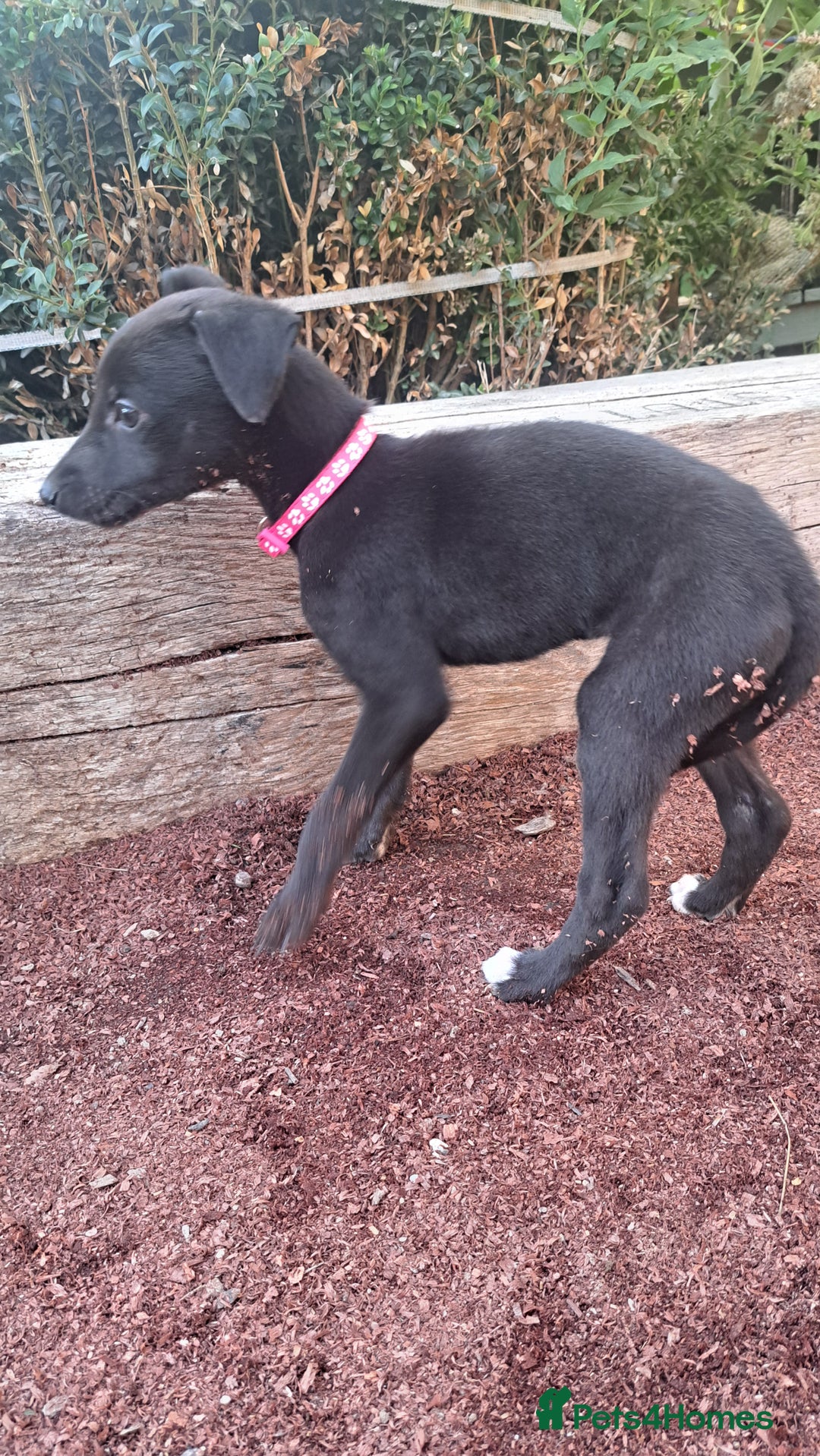 Greyhound dogs for sale: 💙READY TO GO💙 1 pup left - Irish Greyhound  - Image 29