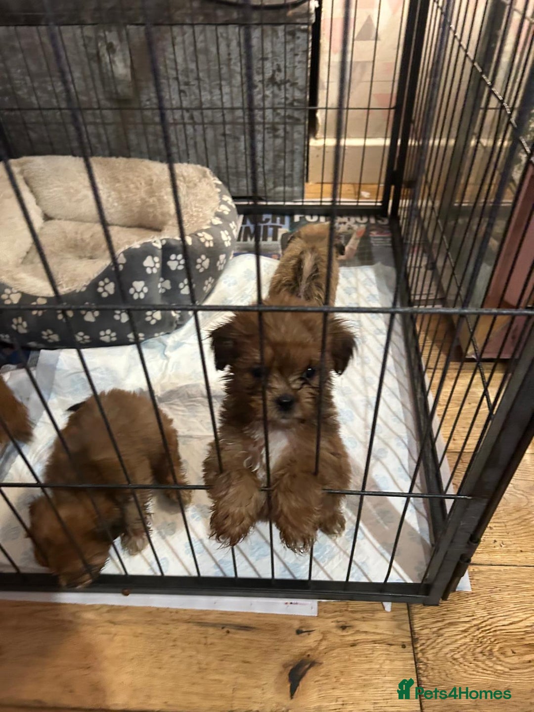 Lhasa Apso dogs for sale: Red and tan Lhasa apso puppies  - Image 12