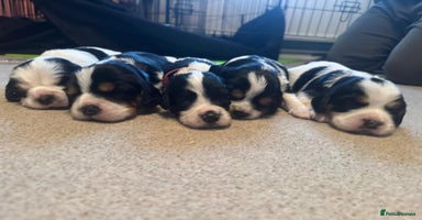 Cockalier dogs - Advert 13