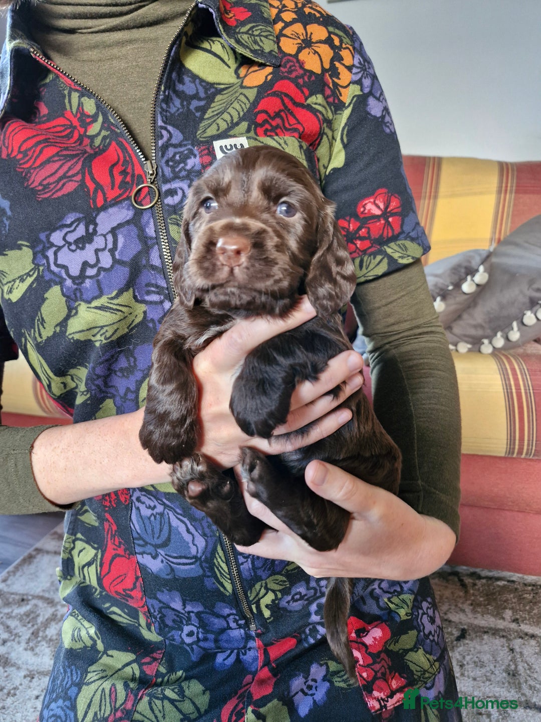 Cocker Spaniel dogs for sale: KC working cocker spaniels pups - Image 4