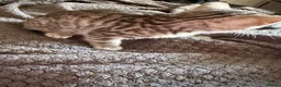 Bengal cats for sale: Gorgeous Kittens Looking for forever homes  - Advert 5