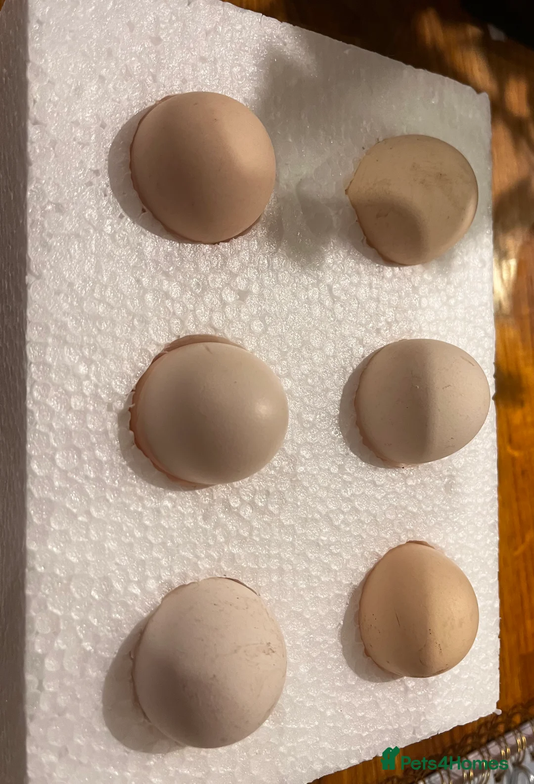 Chickens poultry for sale: Quality Pekin Hatching Eggs excellent fertility  - Advert 2