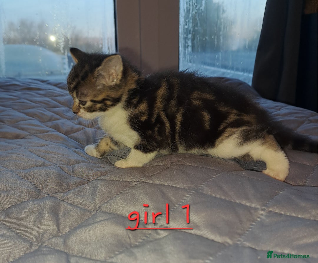Domestic Shorthair cats for sale: 5 gorgeous kittens for sale  - Advert 9