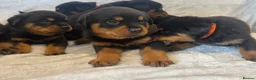 Rottweiler dogs for sale: Rottweiler Puppies 🏆 (IMP bloodline) - Advert 3