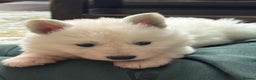 White Swiss Shepherd dogs for sale: WSS One boy and one girl available  - Advert 9