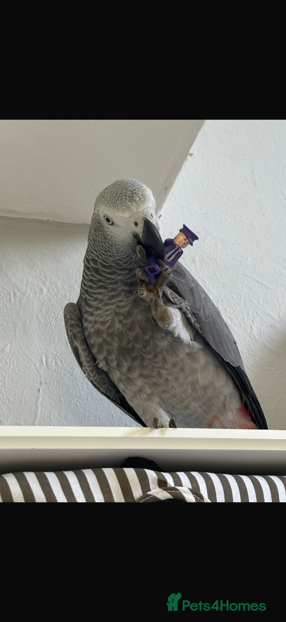 Parrots birds for sale: Hand reared 10 month old female African grey - Advert 2