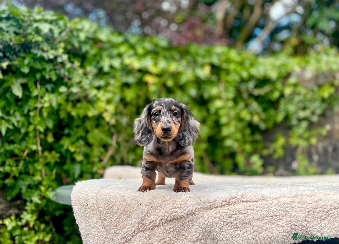 Miniature Dachshund dogs for sale: Long Haired Miniature Dachshunds - READY NOW!! - Image 17