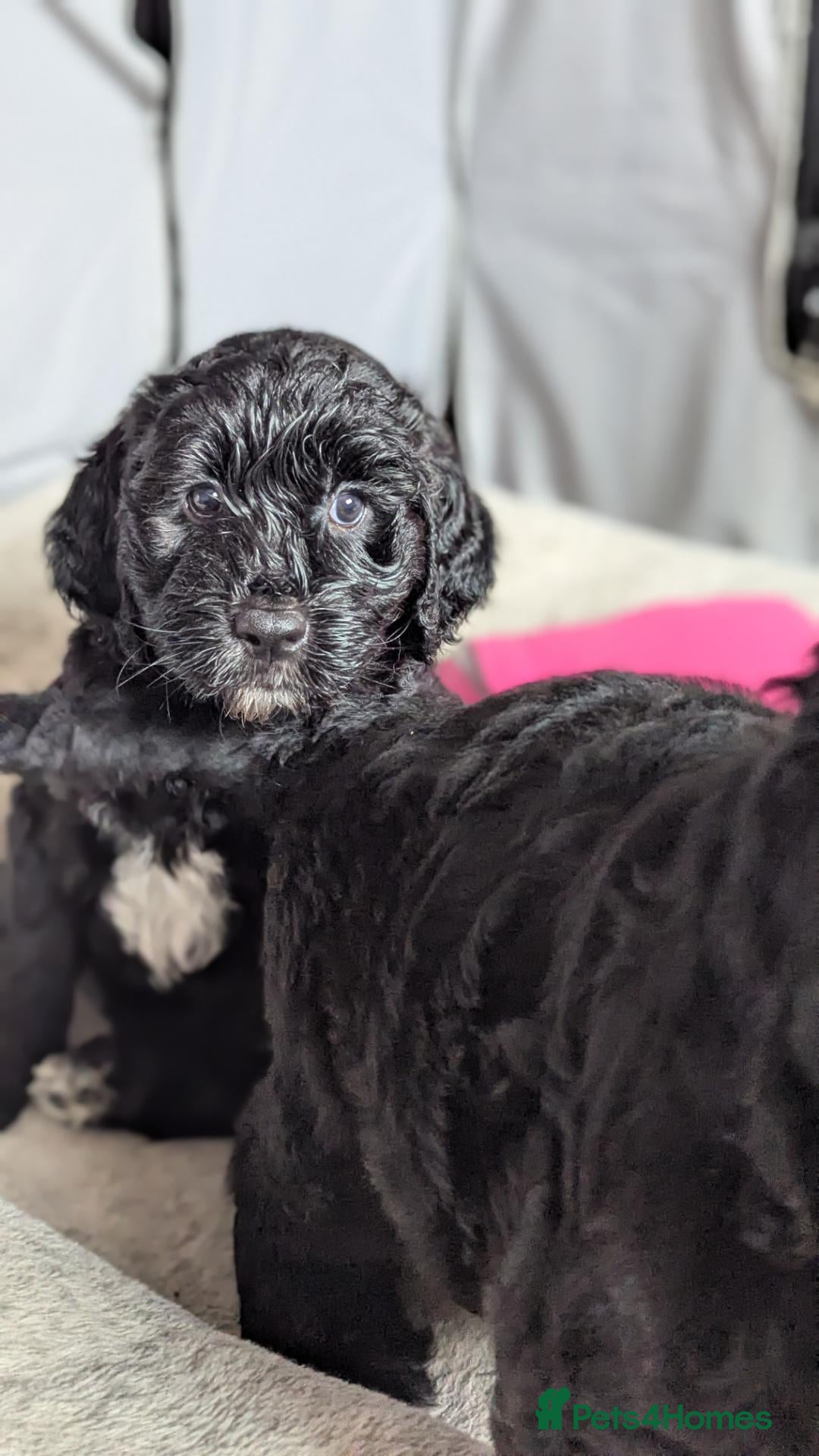 Sheepadoodle dogs OESxPoodle = F1 SHEEPADOODLE  - Advert 3