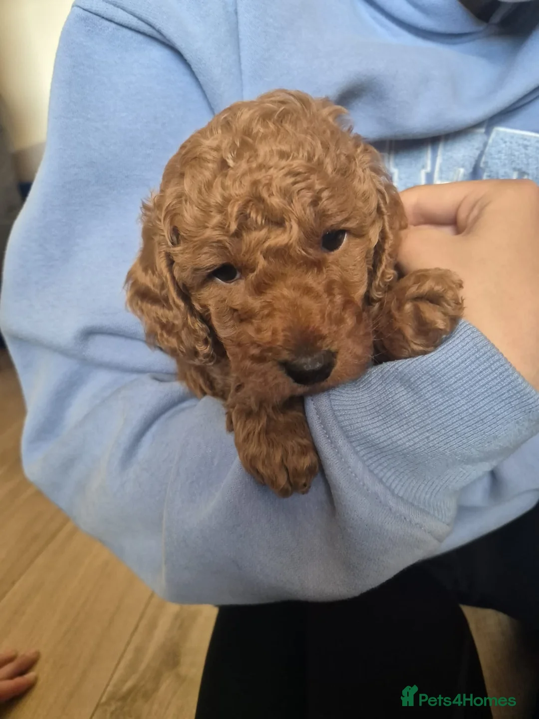 Labradoodle dogs for sale: Toy Labradoodle  in Burntisland - Advert 1