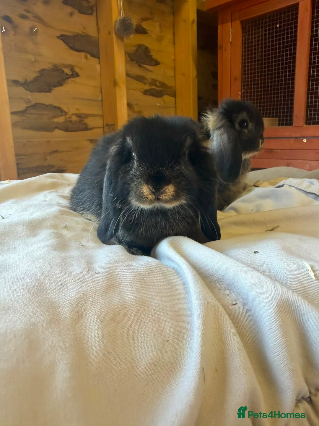 Mini Lop rabbits for sale: 🖤Gorgeous pure bred black otter mini lops 🖤 - Advert 6