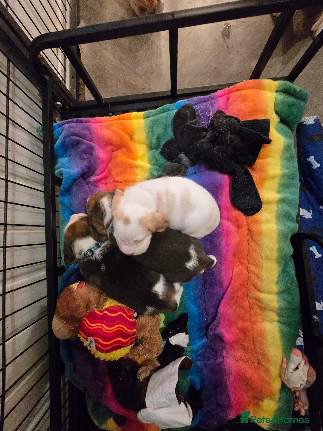 Beagle dogs for sale: Kennel Club Reg Beagle pups tri male, t/w bitch  - Advert 3