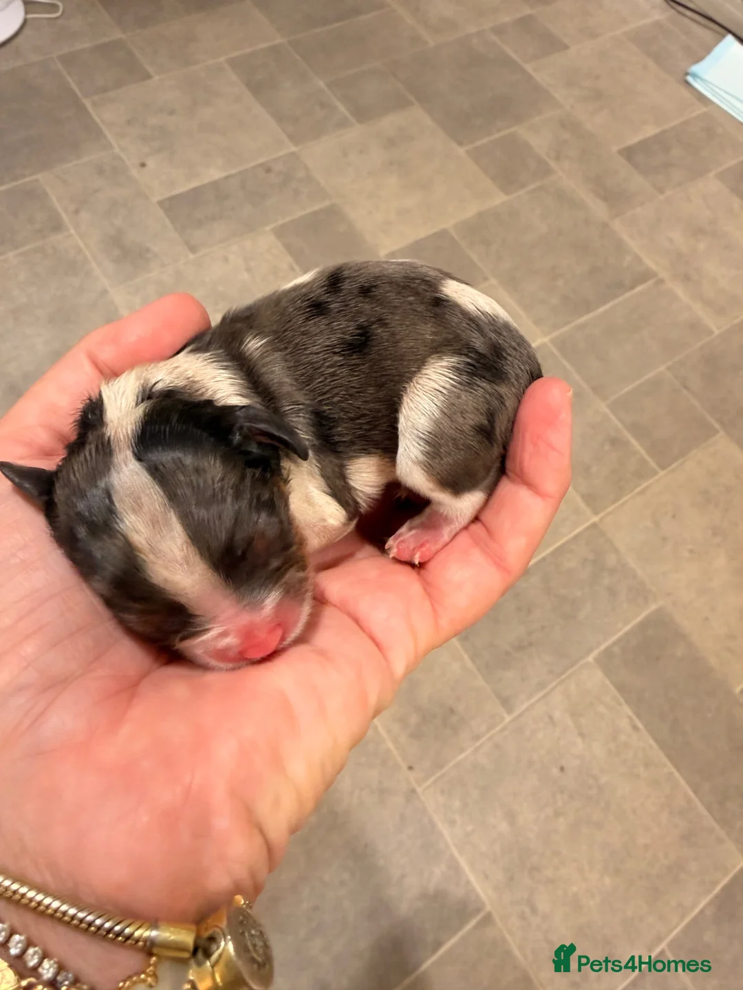 Cavalier King Charles Spaniel dogs for sale: Stunning cavalier King Charles spaniel puppies  - Advert 6