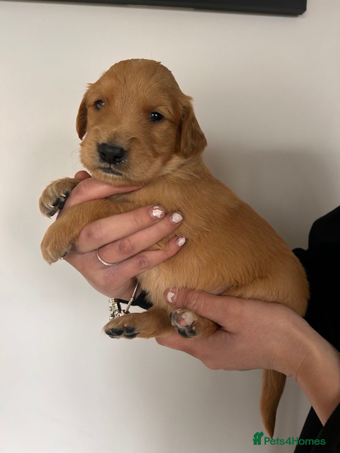 Golden Retriever dogs for sale: Dark Working Golden Retriever puppies - Advert 31