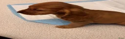 Cocker Spaniel dogs for sale: Red Show Type Cocker Spaniel puppies  - Advert 3