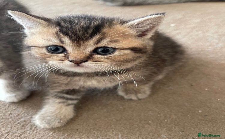 Scottish Fold cats - Advert 2