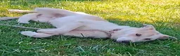 Mixed Breed dogs for adoption: China. 6 months approx. Available for adoption. in Brixham - Advert 6