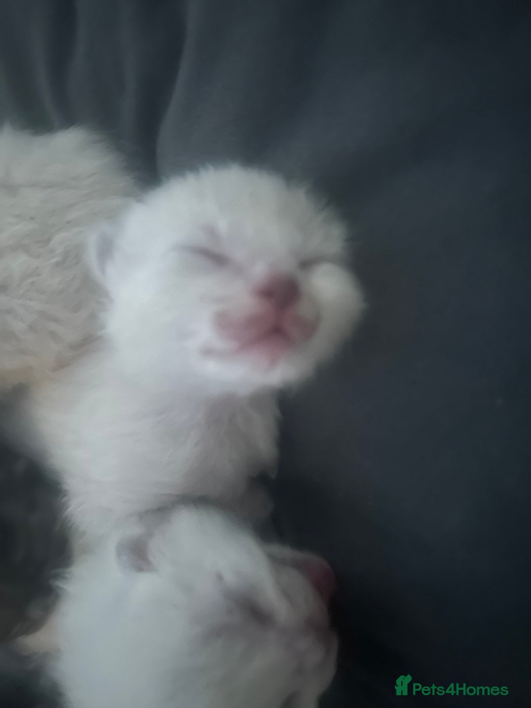 Ragdoll cats for sale: Beautiful Ragdoll kittens  - Image 3