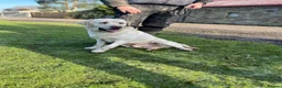 Labrador Retriever dogs for sale: Beautiful Yellow Labrador For Sale - Advert 2