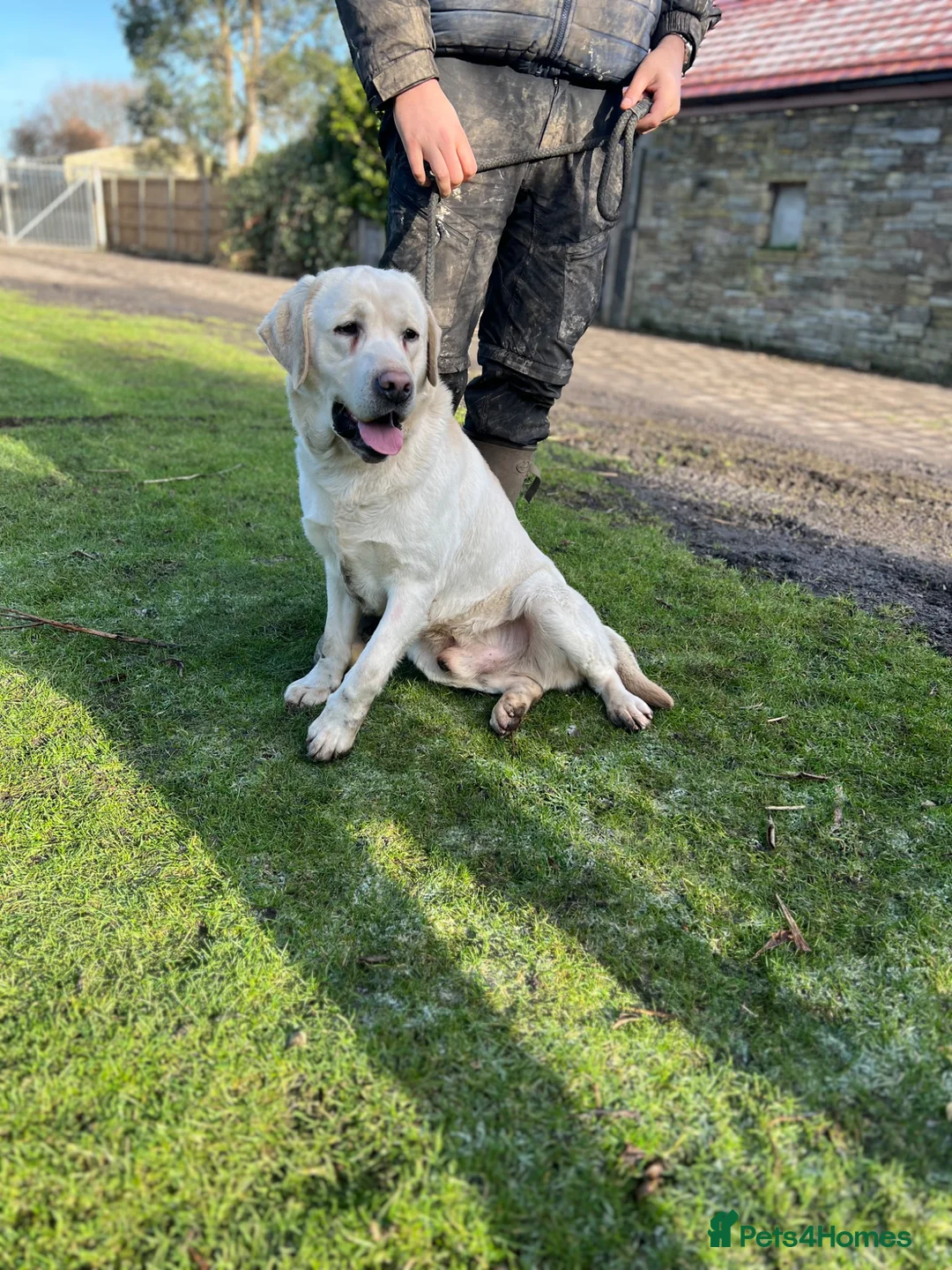 Labrador Retriever dogs for sale: Beautiful Yellow Labrador For Sale - Advert 2