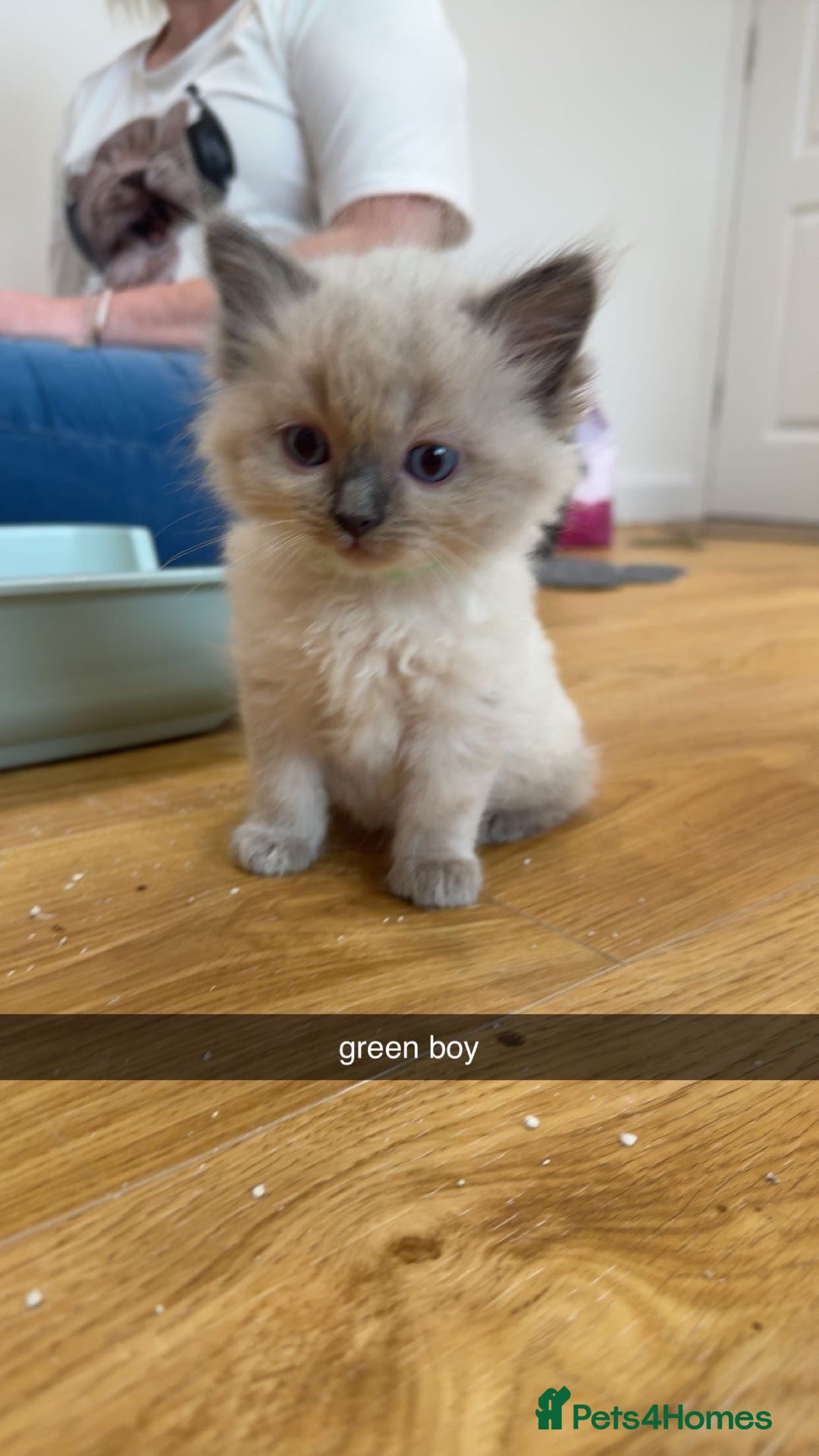 Ragdoll cats for sale: Beautiful family reared Ragdoll kittens  - Image 6