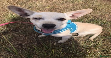 Chihuahua dogs - Advert 3