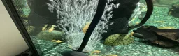 Plecos fish for sale: Blue-eyed lemon bristlenose Pleco juvenile  in Southampton - Advert 2