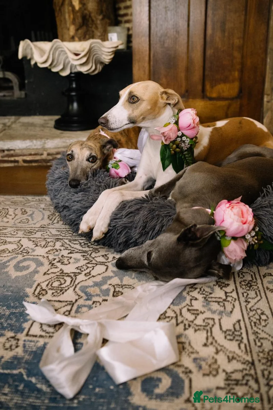 Whippet dogs for sale: KC REGISTERED BLUE WHIPPET PUPPIES in Gloucester - Advert 2