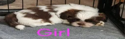 Shih Tzu dogs for sale: Quality Half Imperial Shihtzus. - Advert 4
