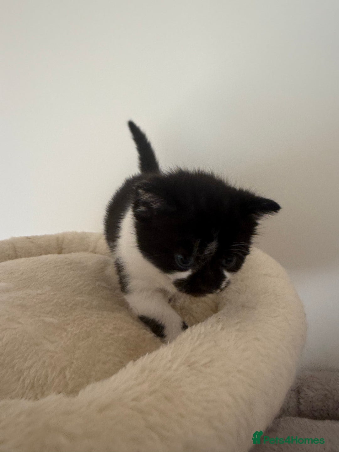 British Shorthair cats for sale: Black magical kittens - Advert 3