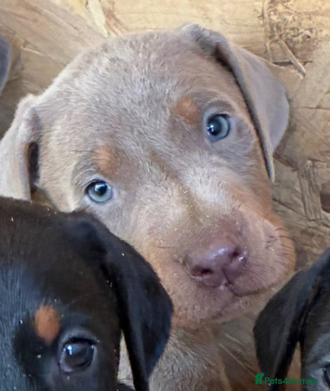 Dobermann dogs for sale: Beautiful puppy’s  - Image 15