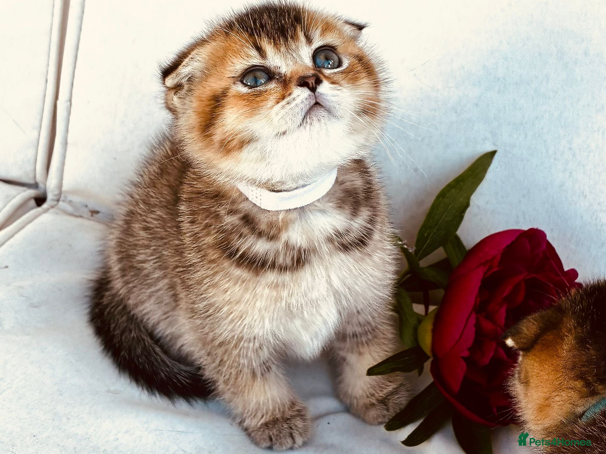Scottish Fold cats Last Scottish Fold Male Kitten Straight Ears - Advert 2