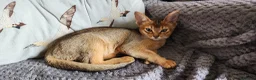 Abyssinian cats for sale: Adorable Pedigree Abyssinian kittens  in Royston - Advert 3